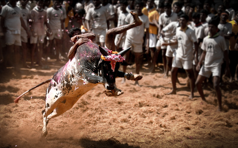 A bull released into the arena during Jallikattu