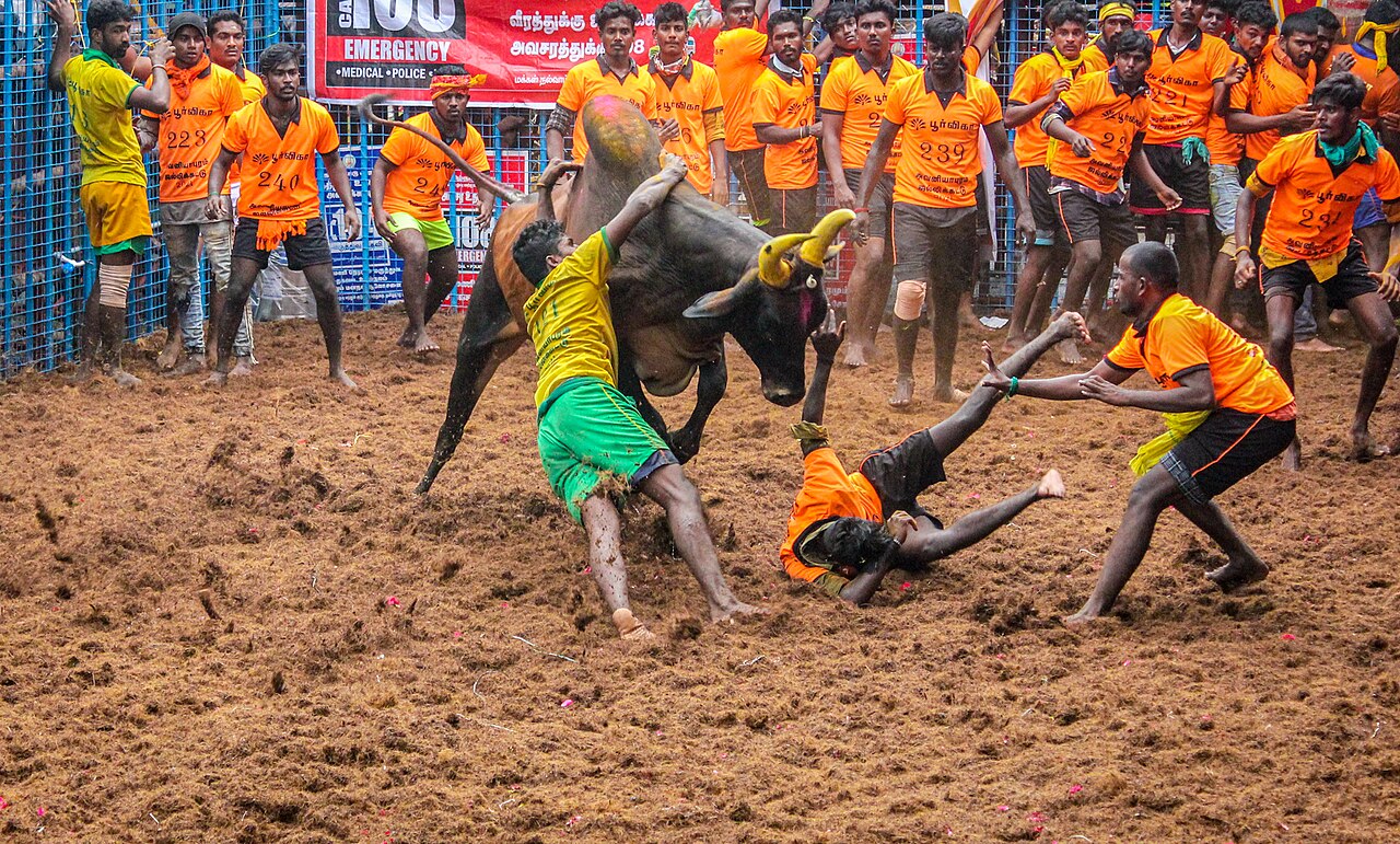 Crowds and a bull at a Jallikattu event