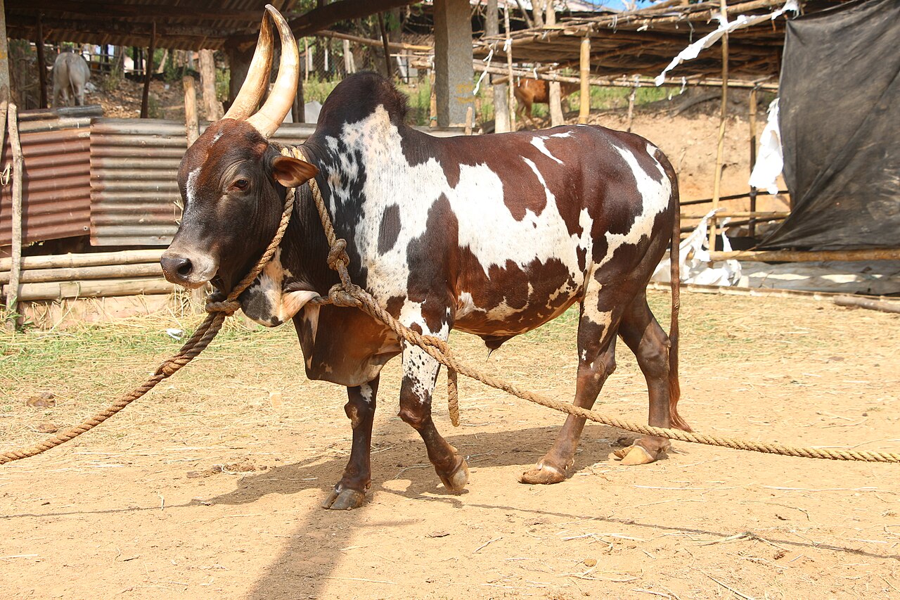 Bargur cattle in the hills